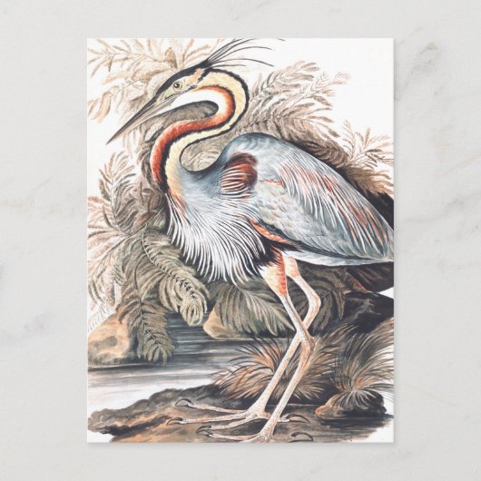 Vintag Elizabeth Gwillim Lila Heron Postkarte (Vorderseite)