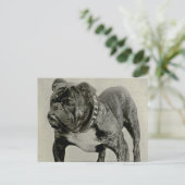 Vintag-English-Bulldog-Foto Postkarte (Stehend Vorderseite)