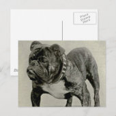 Vintag-English-Bulldog-Foto Postkarte (Vorne/Hinten)