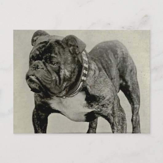 Vintag-English-Bulldog-Foto Postkarte (Vorderseite)