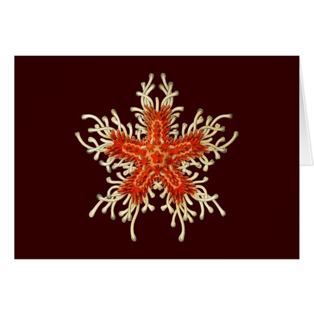 Vintag Ernst Haeckel (Vorderseite (Horizontal))