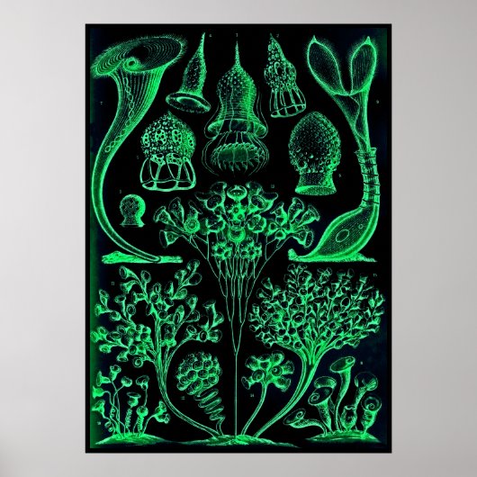 Vintag Ernst Haeckel Green & Black Poster Print (Vorne)
