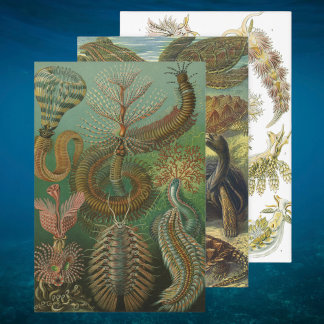 Vintag Ernst Haeckel Marine Life Designs Geschenkpapier Set