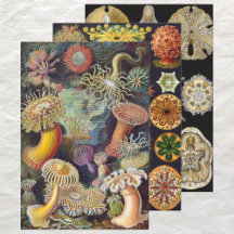 Vintag Ernst Haeckel Marline Life Designs