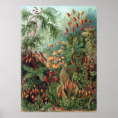 Vintag Ernst Haeckel Moss Poster (Vorne)