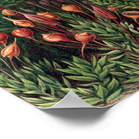 Vintag Ernst Haeckel Moss Poster (Ecke)