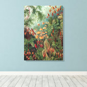 Vintag Ernst Haeckel Moss Poster Leinwanddruck (Insitu (Holzboden))