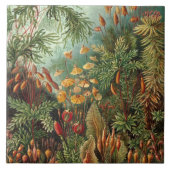 Vintag Ernst Haeckel Mosses Fliese (Vorderseite)