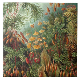 Vintag Ernst Haeckel Mosses Fliese