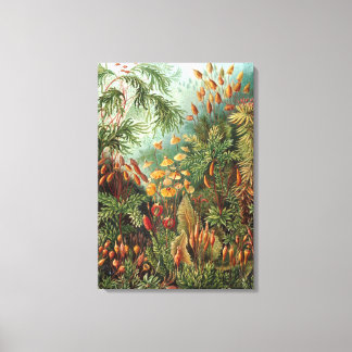 Vintag Ernst Haeckel Mosses Leinwanddruck