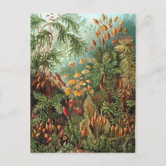 Vintag Ernst Haeckel Mosses Postkarte (Vorderseite)