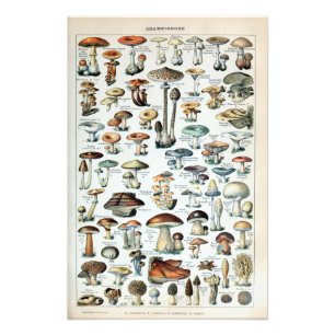 Vintag essbare Mushroom Chart Foto Erweiterung