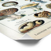 Vintag essbare Mushroom Chart Foto Erweiterung (Ecke)