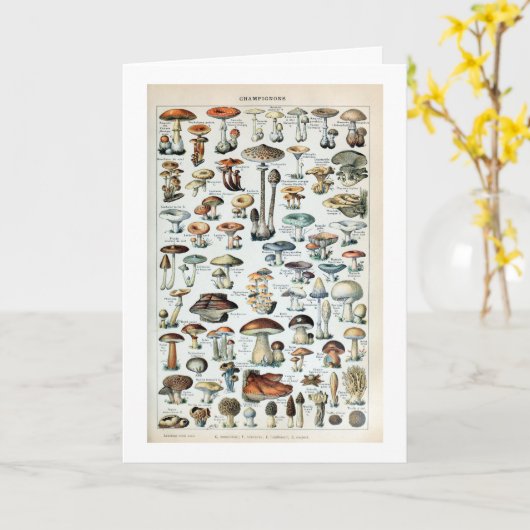 Vintag essbare Mushroom Chart Karte (Gelbe Blume)