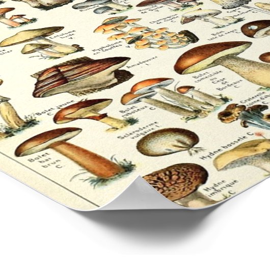 Vintag essbare Mushroom Chart Poster (Ecke)