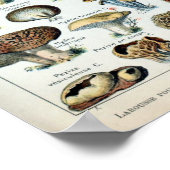 Vintag essbare Mushroom Chart Poster (Ecke)