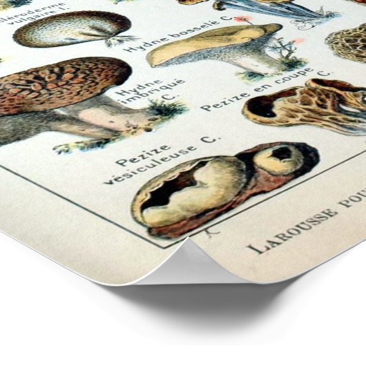 Vintag essbare Mushroom Chart Poster (Ecke)