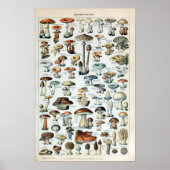 Vintag essbare Mushroom Chart Poster (Vorne)