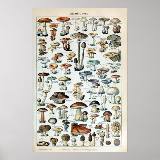 Vintag essbare Mushroom Chart Poster (Vorne)