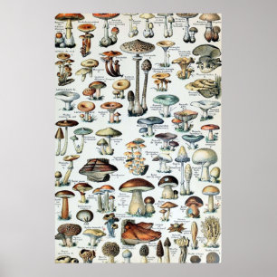 Vintag essbare Mushroom Chart Poster