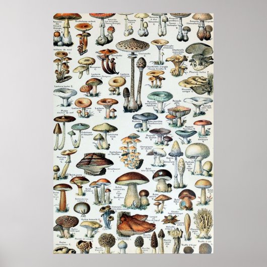Vintag essbare Mushroom Chart Poster (Vorne)