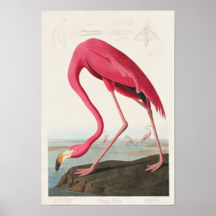Vintag Flamingo Illustration Poster