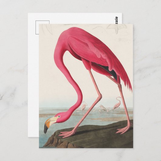 Vintag Flamingo Postkarte (Vorne/Hinten)