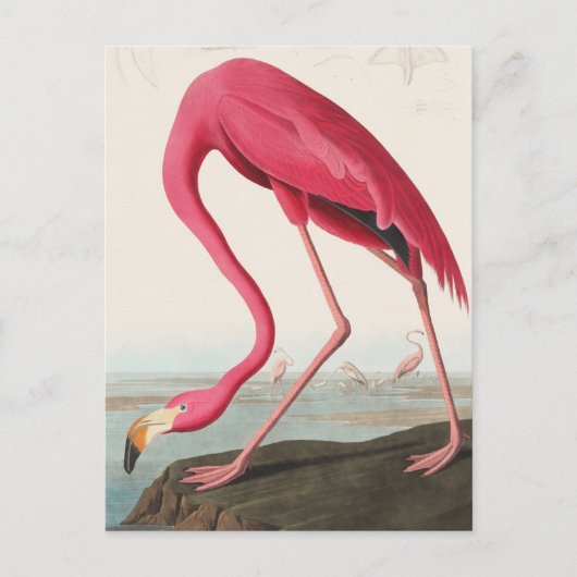 Vintag Flamingo Postkarte (Vorderseite)