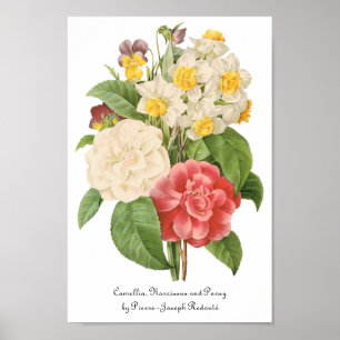 Vintag Floral Camelia Daffodil Blume von Redoute Poster
