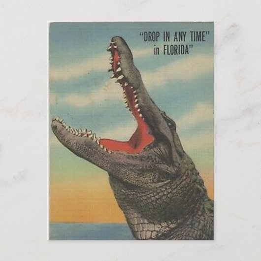 VINTAG FLORIDA ALLIGATOR POSTCARD POSTKARTE (Vorderseite)