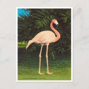Vintag Florida Coral Flamingos Travel Postcard Postkarte