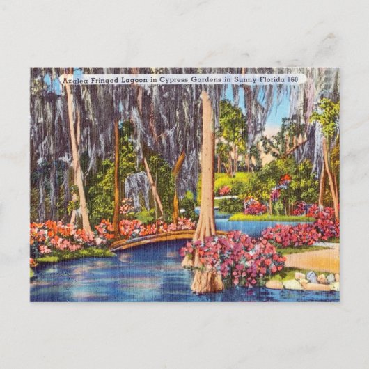 Vintag Florida Cypress Gärten Postkarte (Vorderseite)