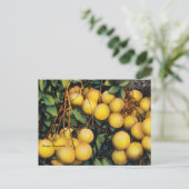 Vintag Florida Grapefruits Postkarte (Stehend Vorderseite)