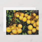 Vintag Florida Grapefruits Postkarte (Vorne/Hinten)