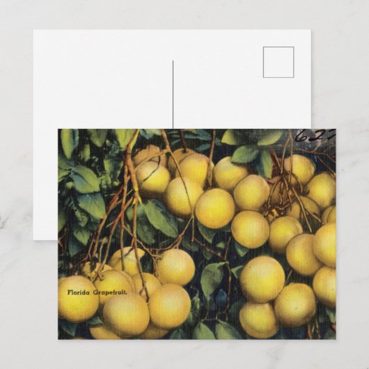 Vintag Florida Grapefruits Postkarte (Vorne/Hinten)