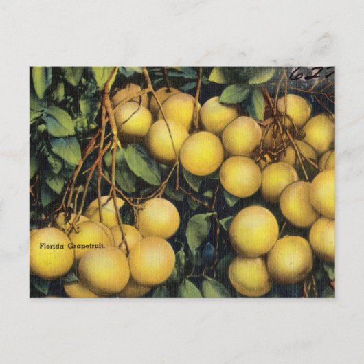 Vintag Florida Grapefruits Postkarte (Vorderseite)