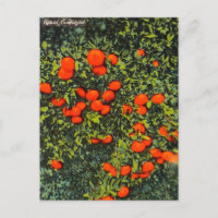 Vintag Florida Mandarinen Reisen Postkarte