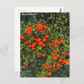 Vintag Florida Mandarinen Reisen Postkarte (Vorne/Hinten)