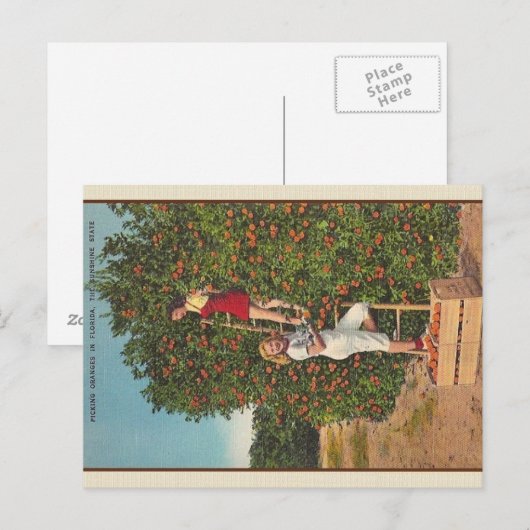 Vintag Florida Orange Postkarte (Vorne/Hinten)