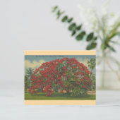 Vintag Florida Royal Poinciana Postcard Postkarte (Stehend Vorderseite)