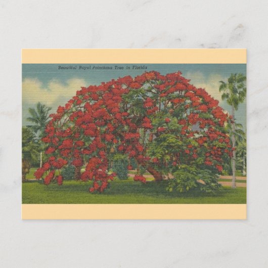 Vintag Florida Royal Poinciana Postcard Postkarte (Vorderseite)