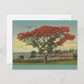 Vintag Florida Royal Poinciana Tree Postkarte (Vorne/Hinten)