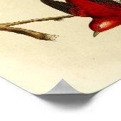 Vintag Flycatcher Bird Poster (Ecke)