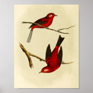 Vintag Flycatcher Bird Poster