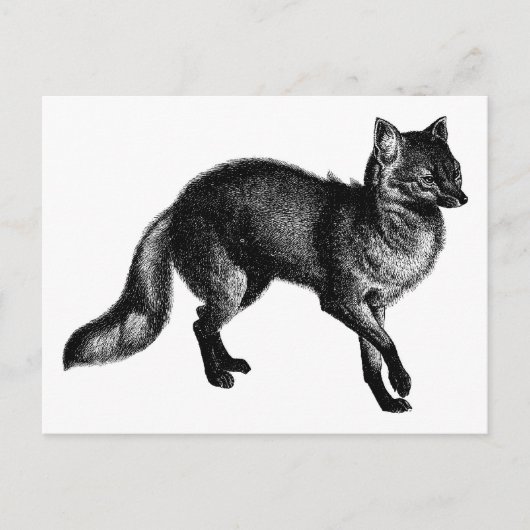 Vintag Fox Postkarte (Vorderseite)