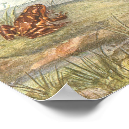Vintag Frog Anatomie Poster (Ecke)