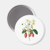 Vintag Frucht Berries Lebensmittel Erdbeeren von R Magnet (Vorderseite/Rückseite)