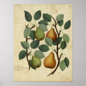 Vintag Frucht Botanisches Poster Birne Illustratio (Vorne)