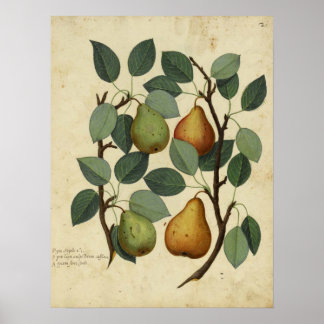 Vintag Frucht Botanisches Poster Birne Illustratio