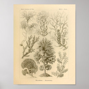 Vintag Fucoideae Color Ernst Haeckel Print Poster